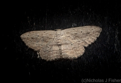 Scopula desita