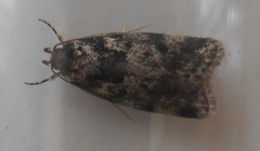 Barea confusella