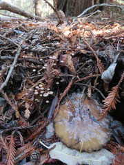 Paragymnopus sequoiae