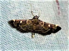 Cryptobotys zoilusalis