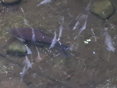 Labeo chrysophekadion