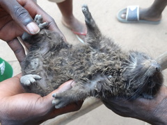 Dendrohyrax interfluvialis
