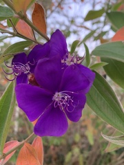 Pleroma semidecandrum