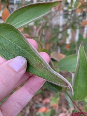 Pleroma semidecandrum