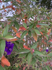 Pleroma semidecandrum