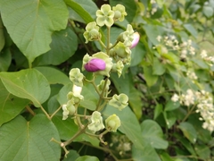Amphilophium paniculatum