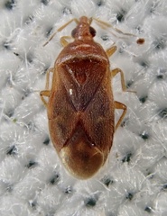 Cardiastethus fasciiventris