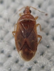 Cardiastethus fasciiventris
