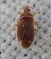 Cardiastethus fasciiventris