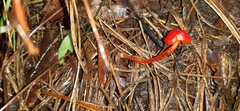 Pseudohygrocybe
