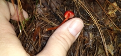 Pseudohygrocybe