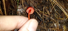 Pseudohygrocybe