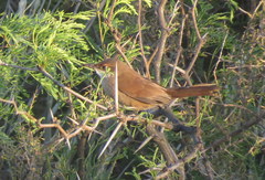 Tarphonomus certhioides