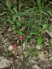 Costus erythrothyrsus