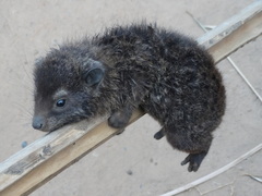 Dendrohyrax interfluvialis