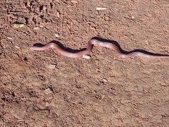 Oligodon kampucheaensis