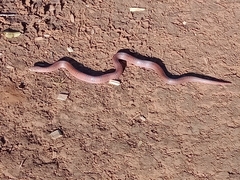 Oligodon kampucheaensis