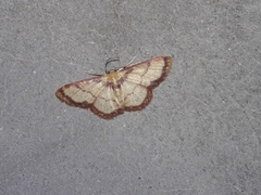 Lobocleta mutuataria