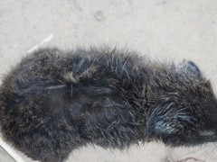 Dendrohyrax interfluvialis