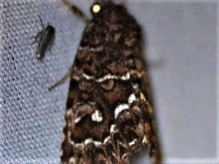 Callopistria granitosa