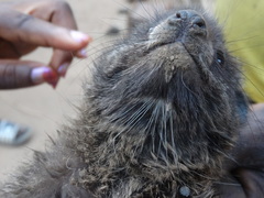 Dendrohyrax interfluvialis