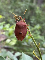 Stilida indecora