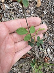 Desmodium rhytidophyllum