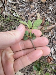 Desmodium rhytidophyllum