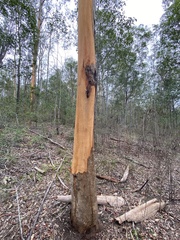 Eucalyptus propinqua