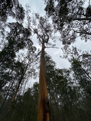 Eucalyptus propinqua