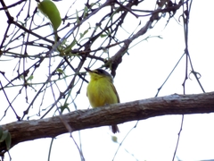 Todirostrum poliocephalum