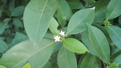 Cordiera