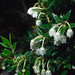 Gaultheria mucronata - Photo (c) George Shepherd，保留部份權利CC BY-NC-SA