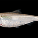 Alosa - Photo (c) sercfisheries, algunos derechos reservados (CC BY-NC), uploaded by sercfisheries