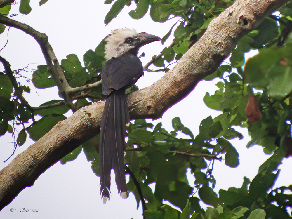 White-Crested Hornbill
