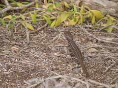 Liopholis multiscutata