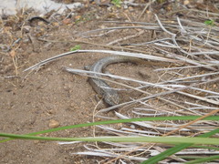 Liopholis multiscutata