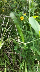 Cytisus scoparius andreanus