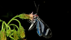 Agyrta