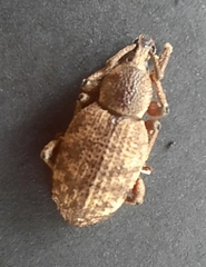 Otiorhynchus singularis