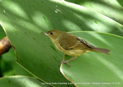 Rusty Flowerpiercer photo 2