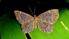 Ionotus alector