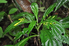 Lisianthius skinneri