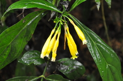 Lisianthius skinneri