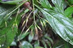 Lisianthius skinneri