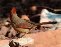 Cardinalis cardinalis superbus
