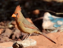 Cardinalis cardinalis superbus