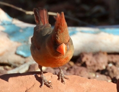 Cardinalis cardinalis superbus