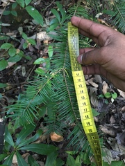 Abies flinckii
