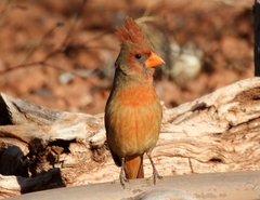 Cardinalis cardinalis superbus